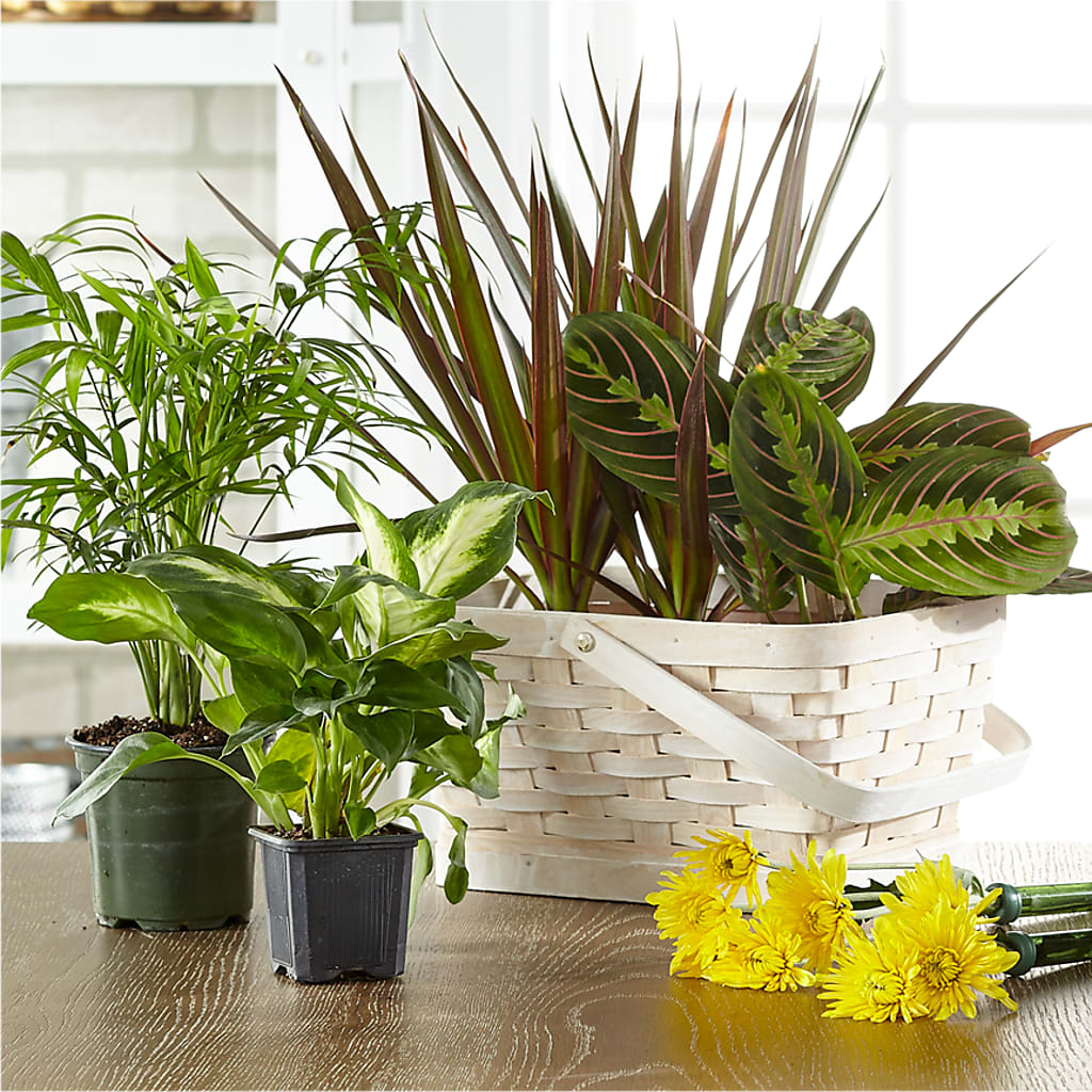 Florist Designed Blooming and Green Plants in a Basket – Safeway, Pleasanton CA