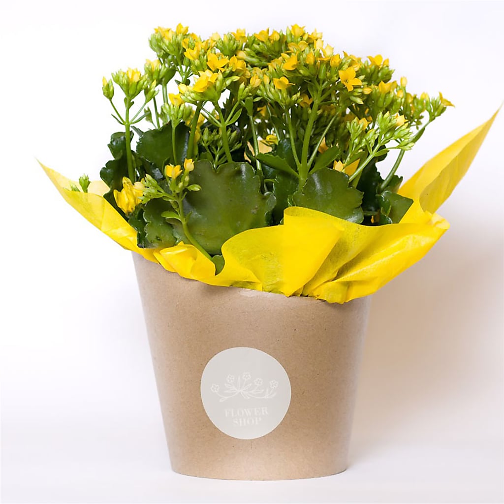 safeway potted plants Blooming Kalanchoe Yellow
