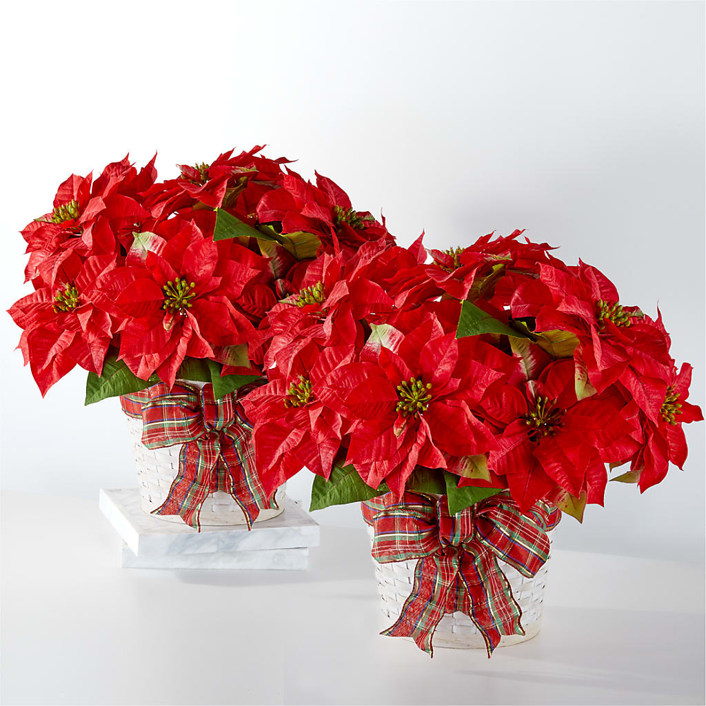 Happiest Holidays Poinsettia Bundle – Safeway, Pleasanton CA