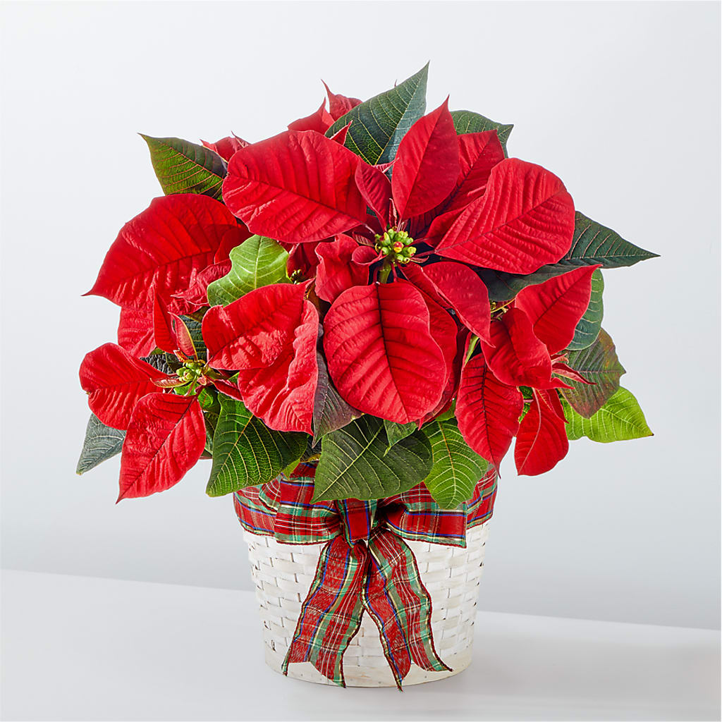 Happiest Holidays Poinsettia – Safeway, Pleasanton CA