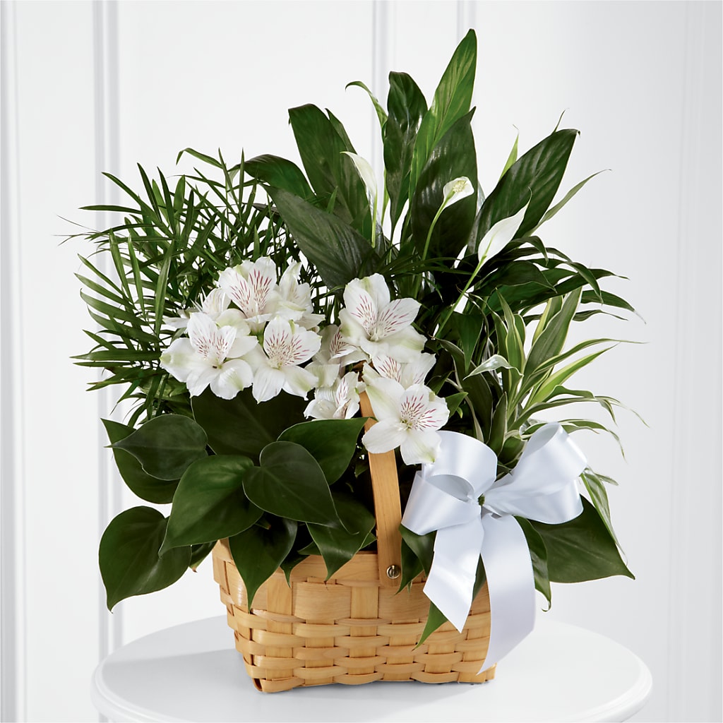 Peace & Serenity Dishgarden – Safeway, Pleasanton CA