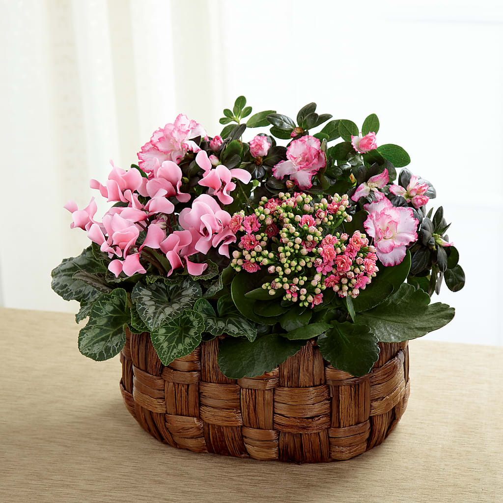Pink Assortment – Safeway, Pleasanton CA