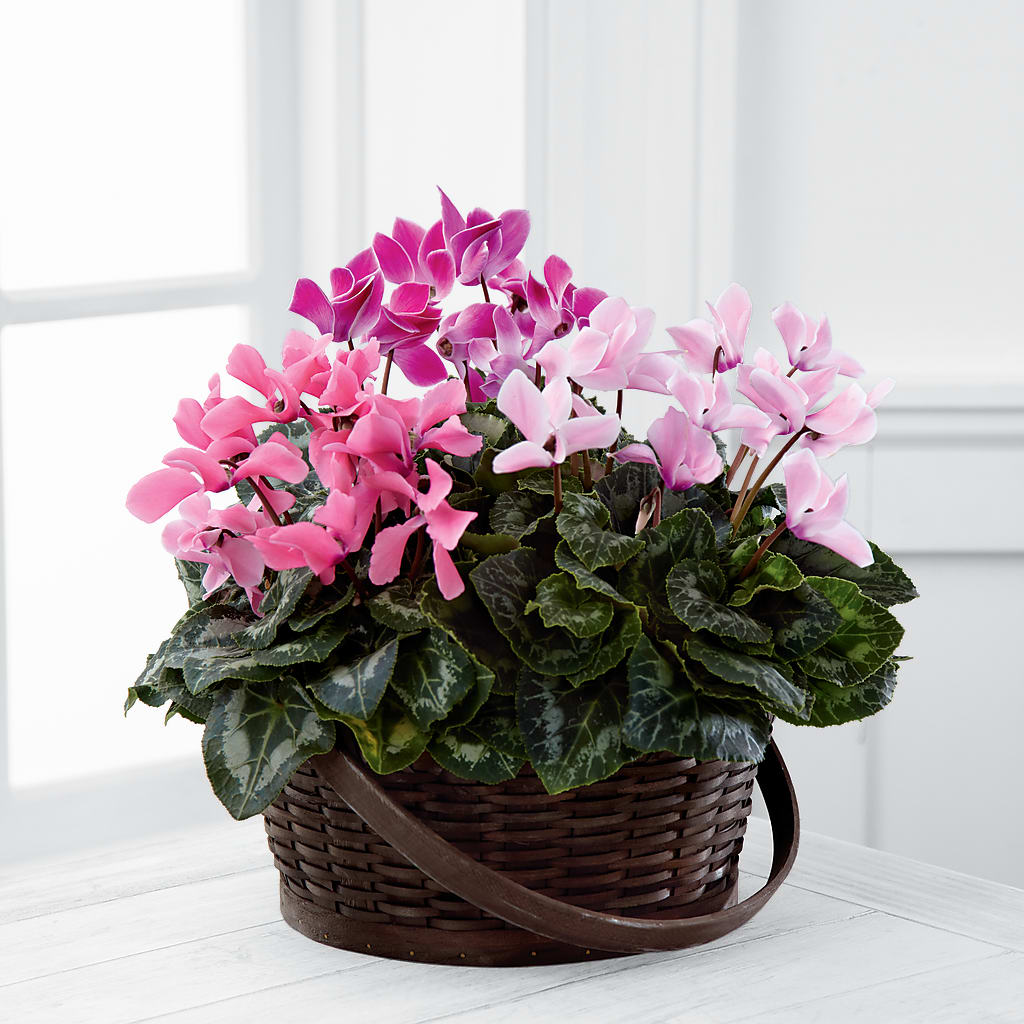 Mixed Cyclamen Planter – Safeway, Pleasanton CA