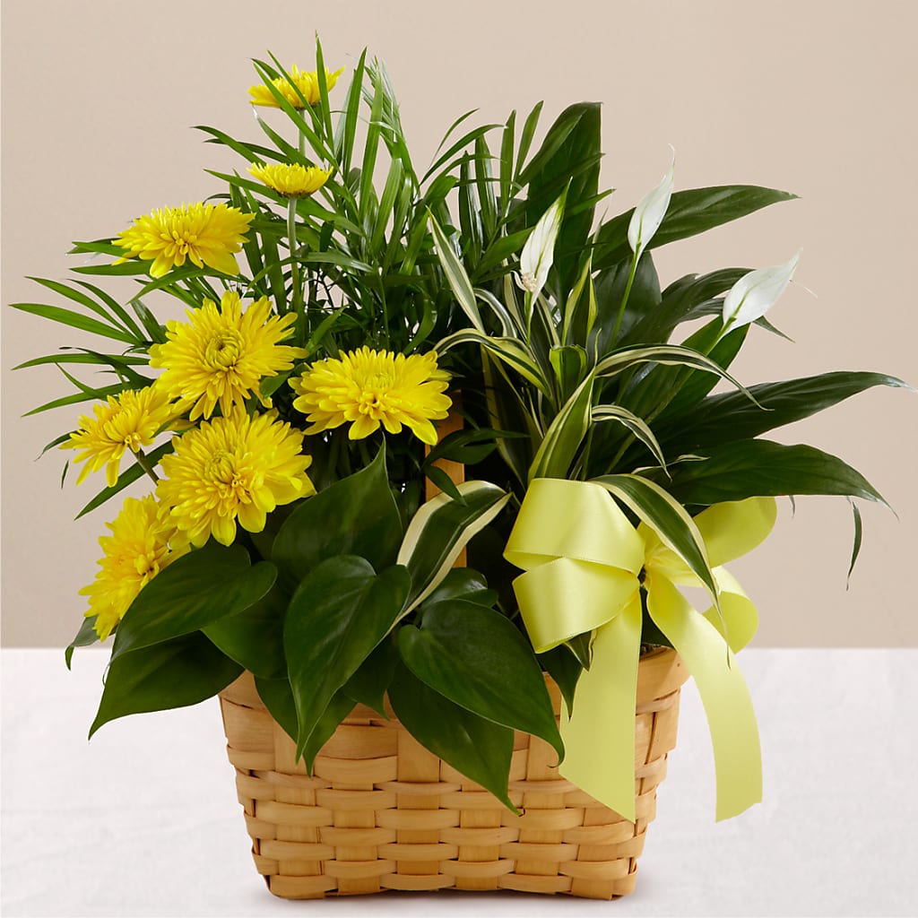 Loving Light Dishgarden – Safeway, Pleasanton CA