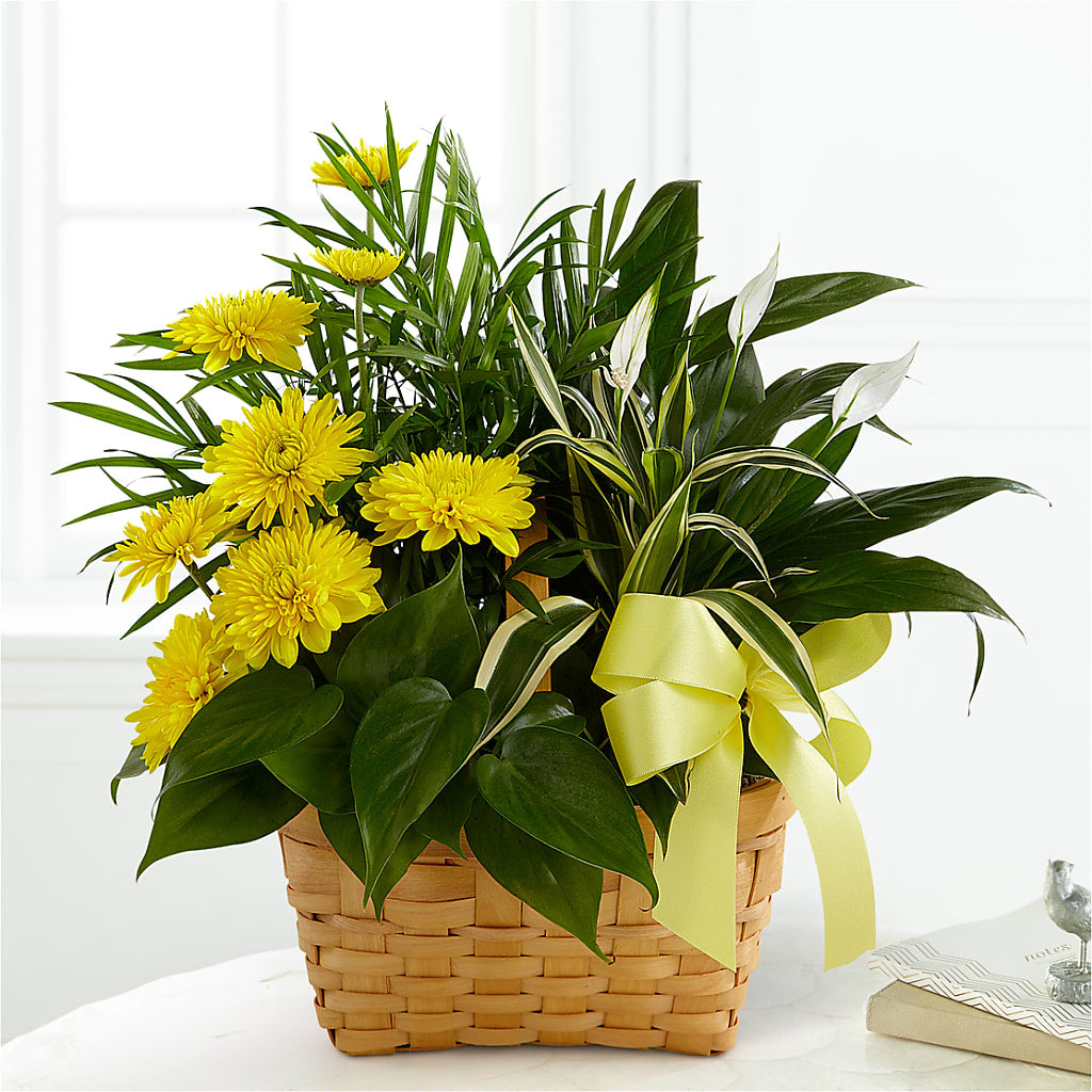 Loving Light Dishgarden – Safeway, Pleasanton CA