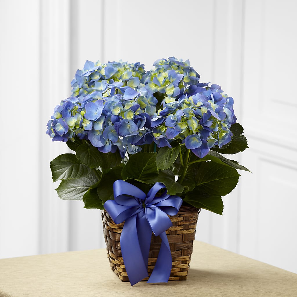 Blue Hydrangea Planter – Safeway, Pleasanton CA