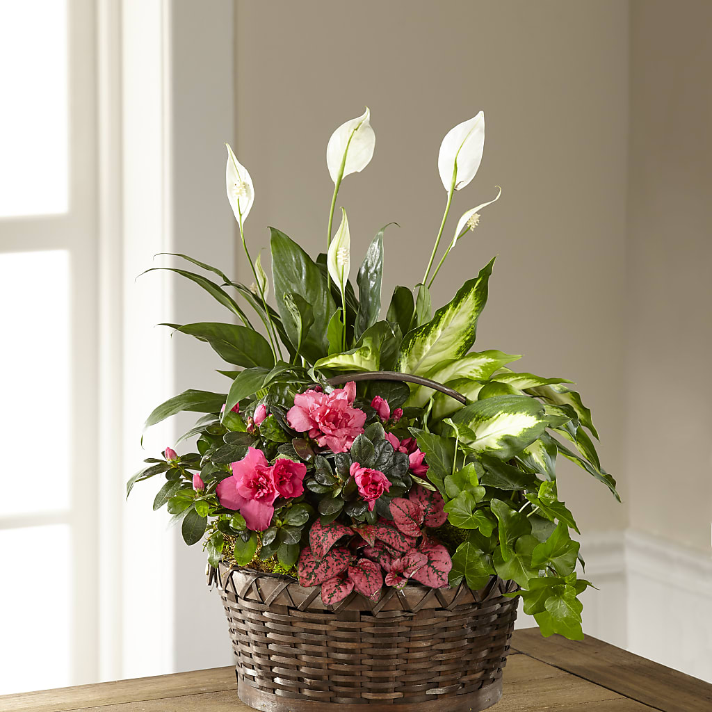 Dream in Pink Dishgarden – Safeway, Pleasanton CA