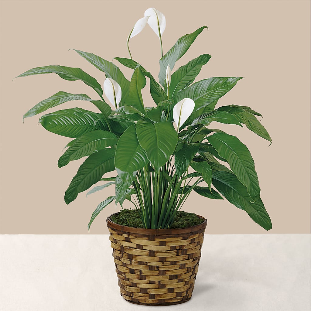 Tranquil Moments Peace Lily Plant – Safeway, Pleasanton CA