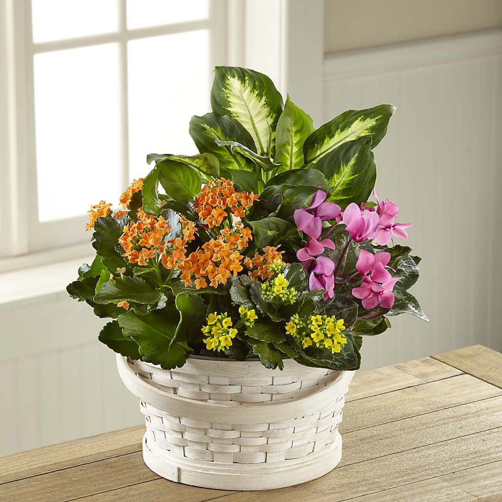 Color Crush Dishgarden – Safeway, Pleasanton CA