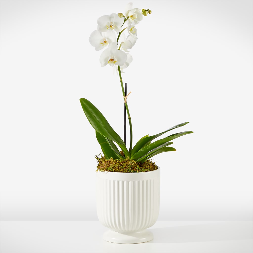 Whispering White Orchid – Safeway, Pleasanton CA