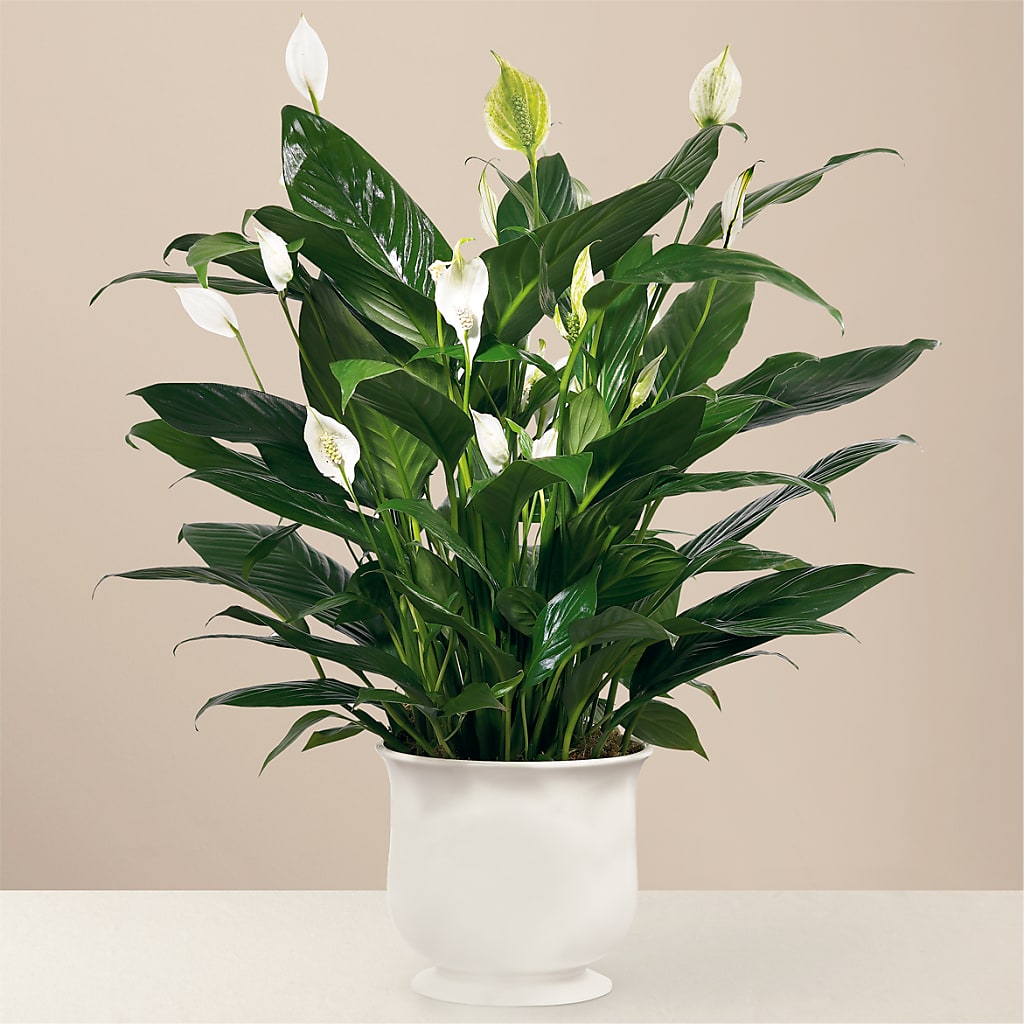 safeway potted plants Comfort Planter