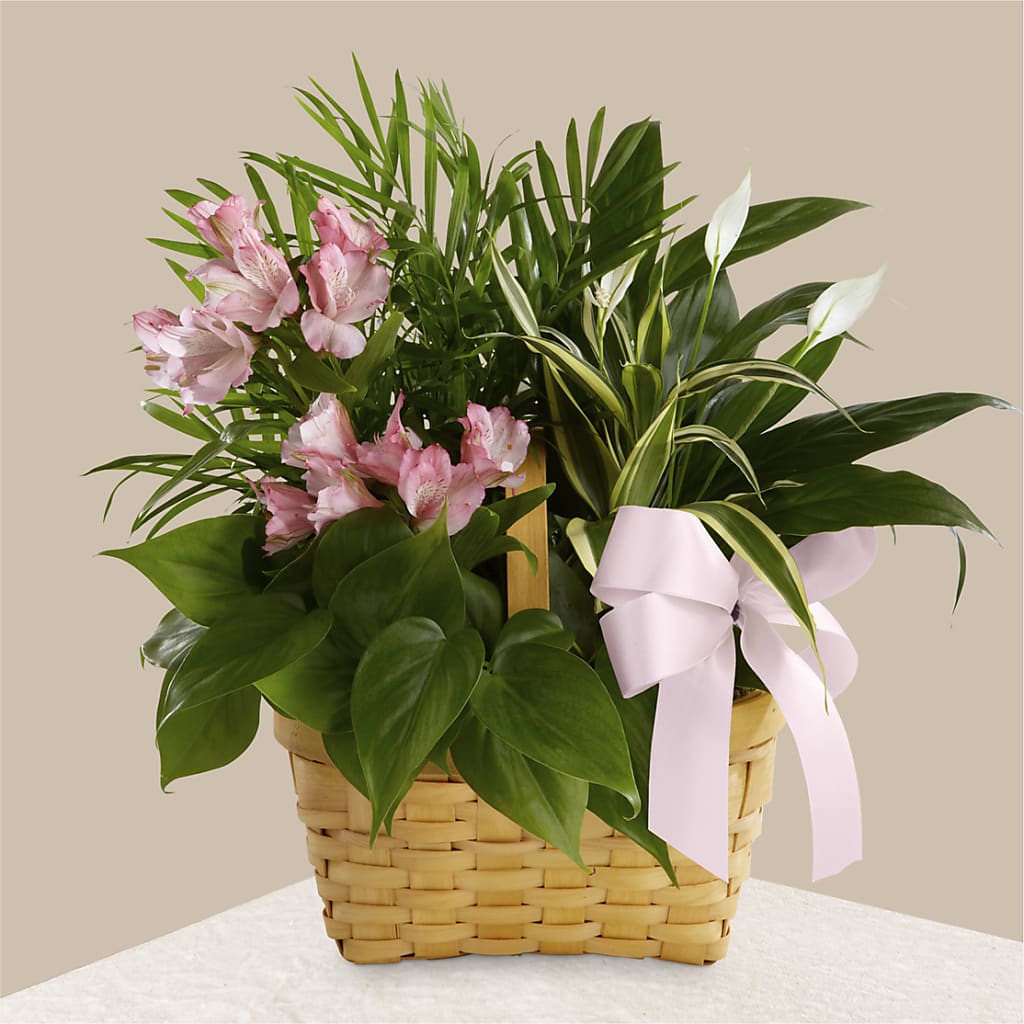Living Spirit Dishgarden – Safeway, Pleasanton CA