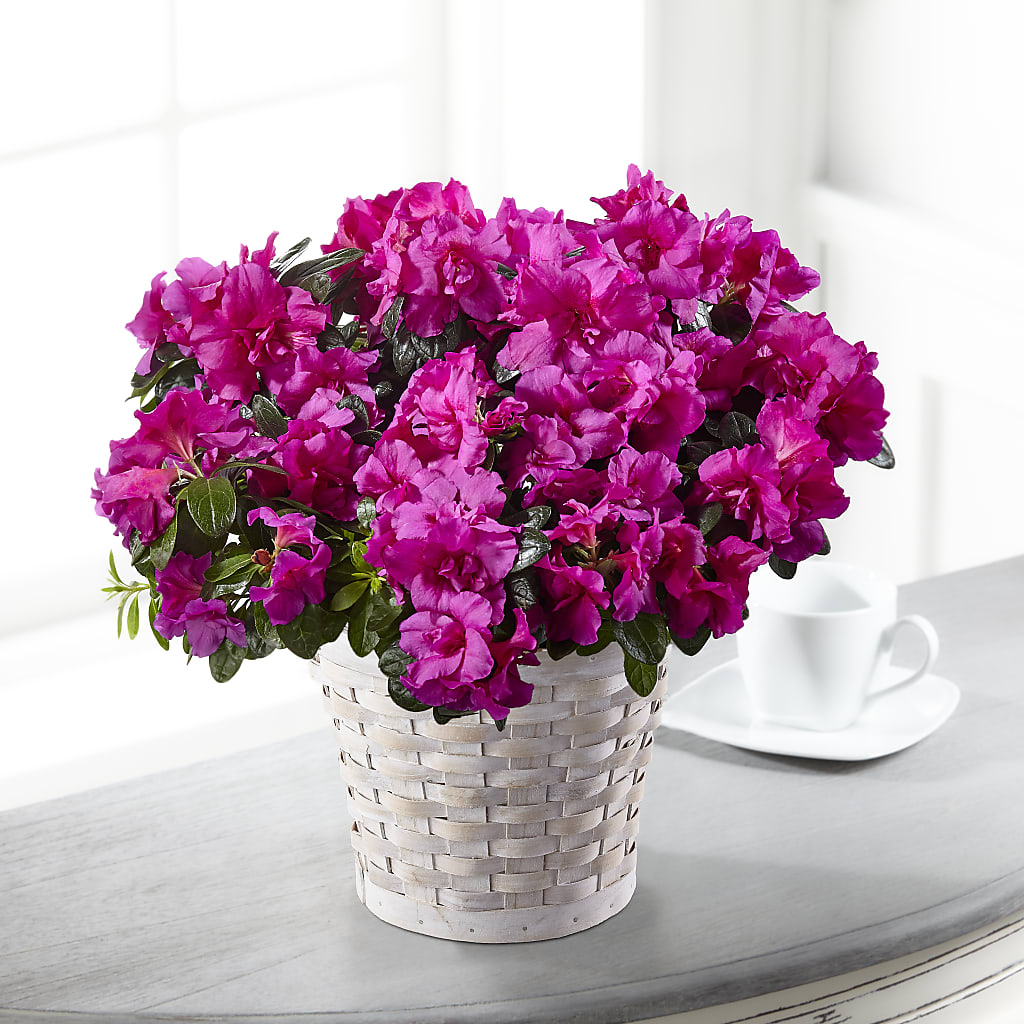 Hope & Serenity Azalea Plant – Safeway, Pleasanton CA