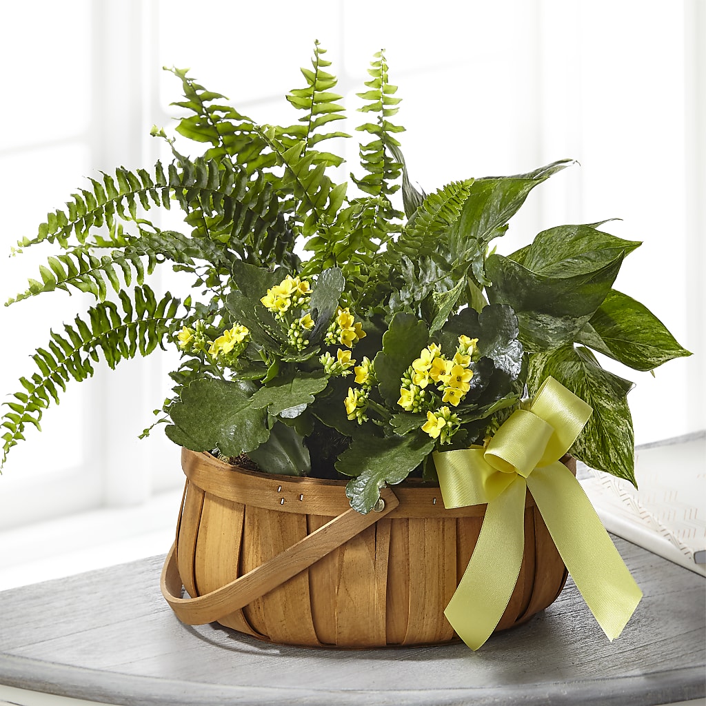 Always Dear Dishgarden – Safeway, Pleasanton CA