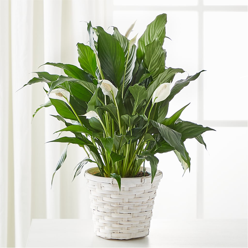 A New Leaf Peace Lily – Safeway, Pleasanton CA