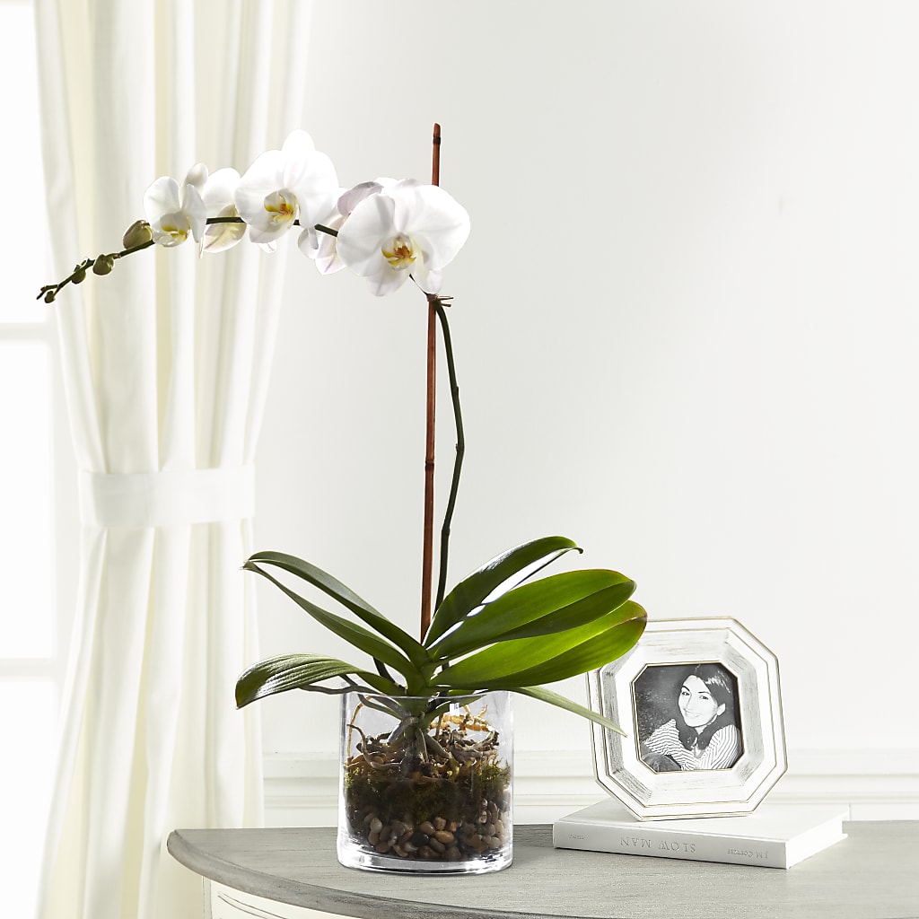 White Orchid Planter – Safeway, Pleasanton CA