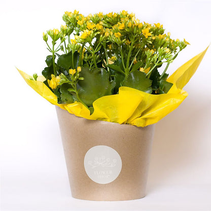 Blooming Kalanchoe Yellow –  Safeway, Pleasanton CA
