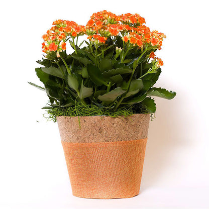 Blooming Kalanchoe Orange –  Safeway, Pleasanton CA
