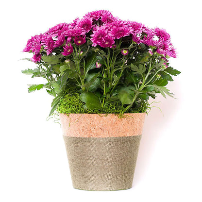 Blooming Mum –  Safeway, Pleasanton CA