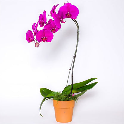 Single Colored Orchid in Pot –  Safeway, Pleasanton CA