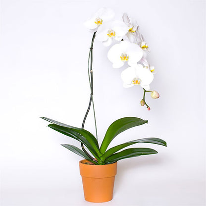 Single White Orchid in Pot –  Safeway, Pleasanton CA