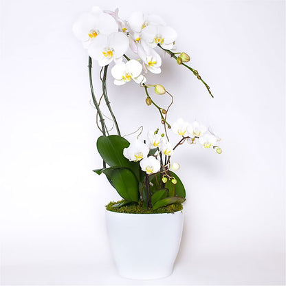 Orchid Garden Deluxe –  Safeway, Pleasanton CA