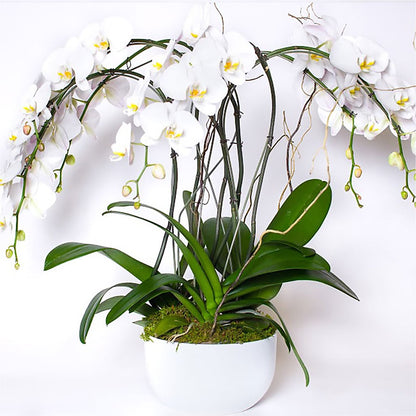 Orchid Garden Premium –  Safeway, Pleasanton CA