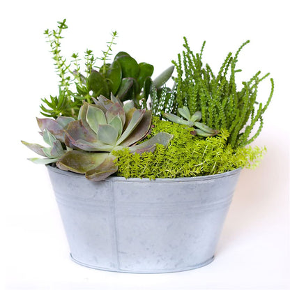Succulent Garden –  Safeway, Pleasanton CA