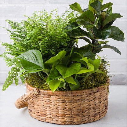 Euro Foliage Basket –  Safeway, Pleasanton CA
