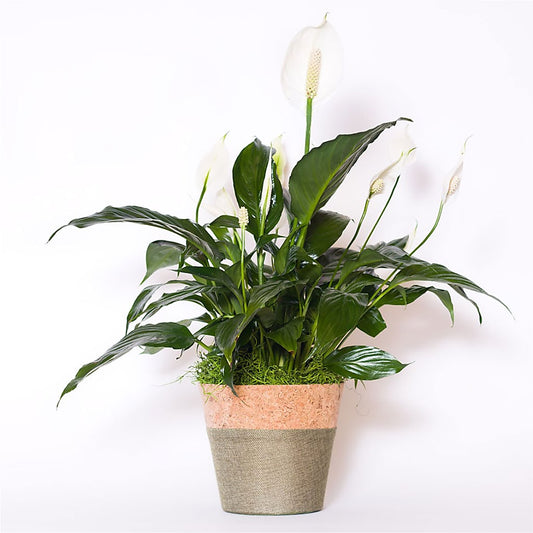 Spathiphyllum Plant