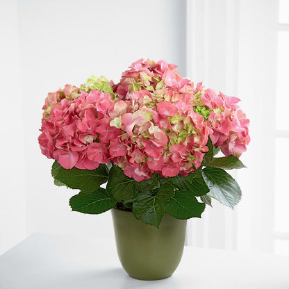 Pink Hydrangea Planter –  Safeway, Pleasanton CA