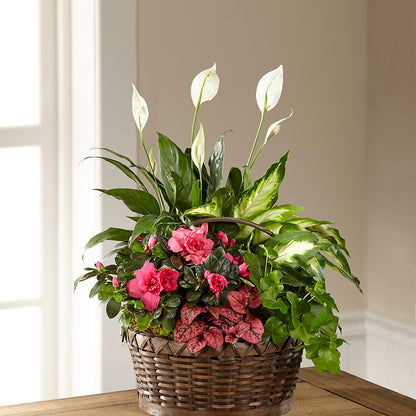 Dream in Pink Dishgarden –  Safeway, Pleasanton CA