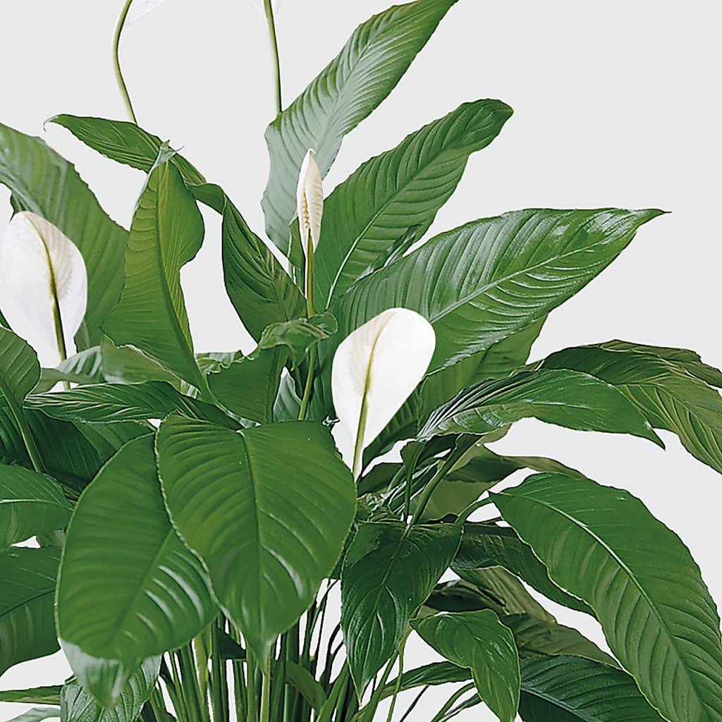 Tranquil Moments Peace Lily Plant –  Safeway, Pleasanton CA