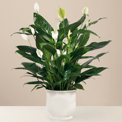 Comfort Planter –  Safeway, Pleasanton CA