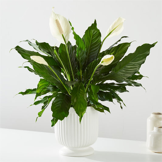 Comfort Planter –  Safeway, Pleasanton CA