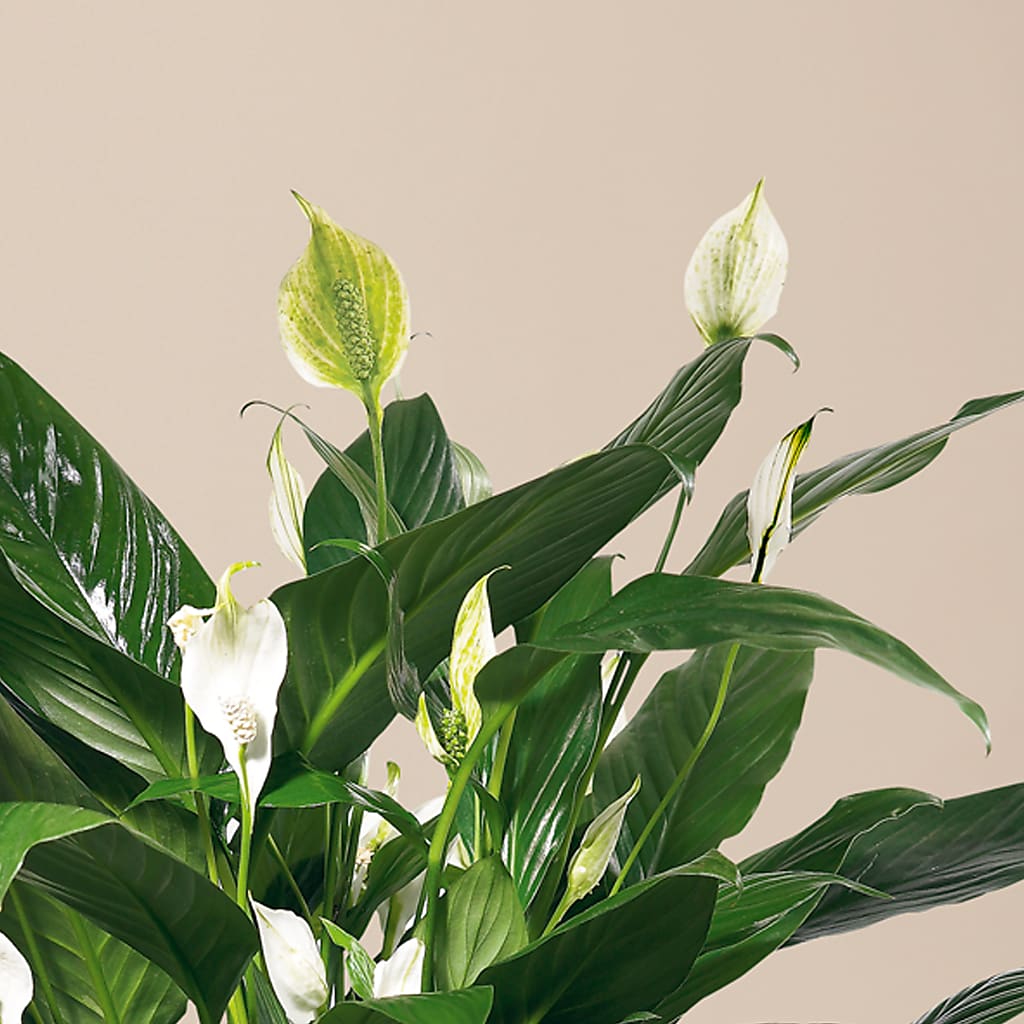 Comfort Planter –  Safeway, Pleasanton CA