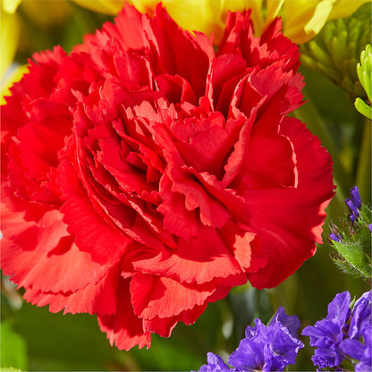 Brighter Days Bouquet –  Safeway, Pleasanton CA