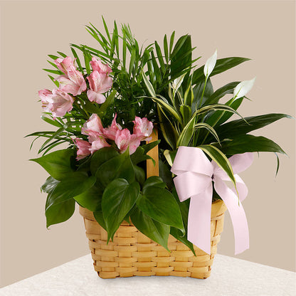 Living Spirit Dishgarden –  Safeway, Pleasanton CA