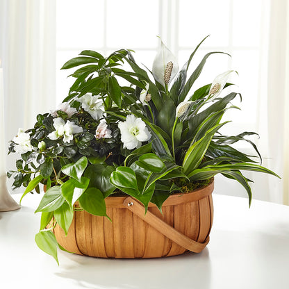 Serene Dishgarden –  Safeway, Pleasanton CA