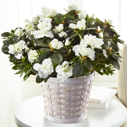 White Azalea Plant –  Safeway, Pleasanton CA