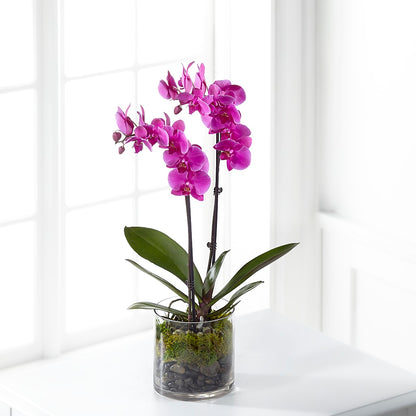 Pink Orchid Plant –  Safeway, Pleasanton CA