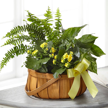 Always Dear Dishgarden –  Safeway, Pleasanton CA