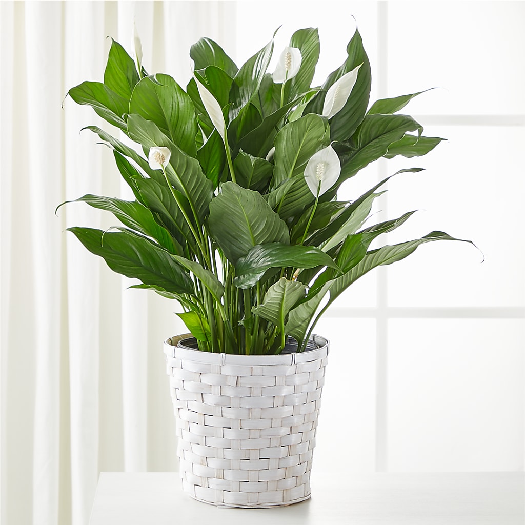 safeway indoor plants A New Leaf Peace Lily