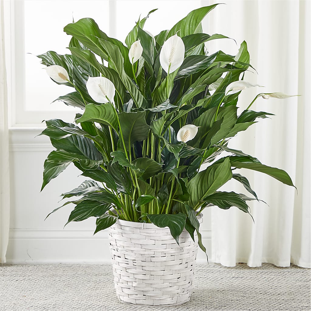peace lily california A New Leaf Peace Lily