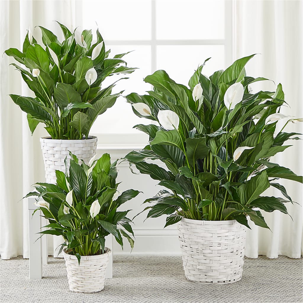 A New Leaf Peace Lily –  Safeway, Pleasanton CA