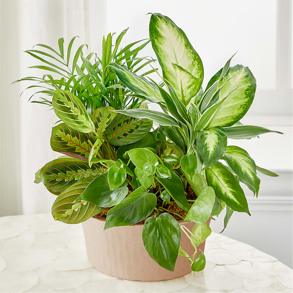 safeway indoor plants Balance & Harmony Dishgarden