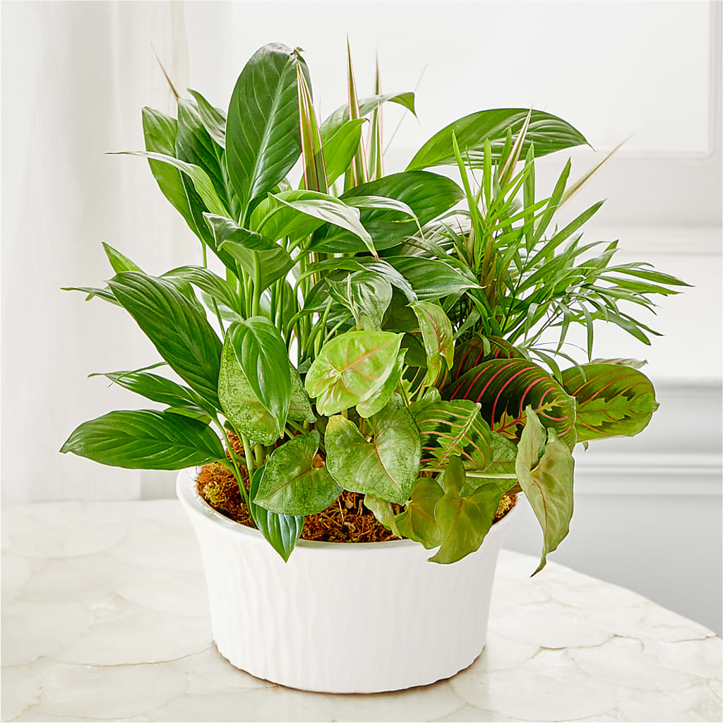 Balance & Harmony Dishgarden –  Safeway, Pleasanton CA