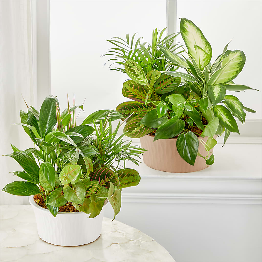 Balance & Harmony Dishgarden –  Safeway, Pleasanton CA