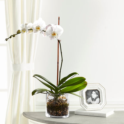 White Orchid Planter –  Safeway, Pleasanton CA