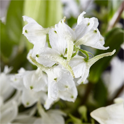 Classic Ivory – A Florist Original –  Safeway, Pleasanton CA
